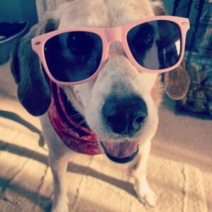 Pink Wayfarer Sunglasses – Black Lens, Unisex